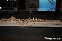 VBS_9543 - Museo Paleontologico - Asti